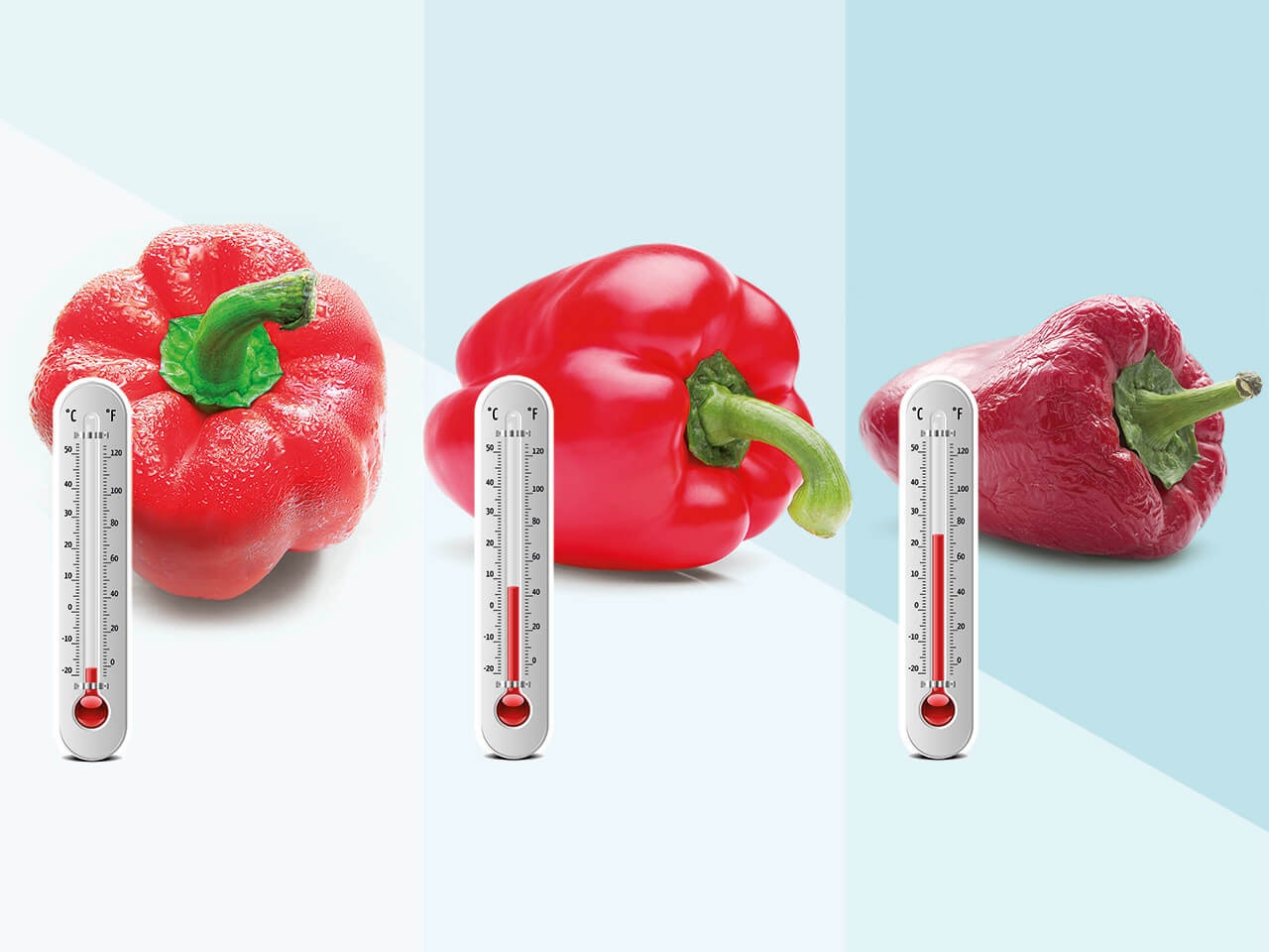 Az erős logisztika képezi az elégedett ügyfelek és a jövedelmező üzleti tevékenység alapját, különösen az érzékeny és rendkívül versenyképes élelmiszerágazatban, amelynek esetenként csak nagyon alacsony haszonkulcsa van.